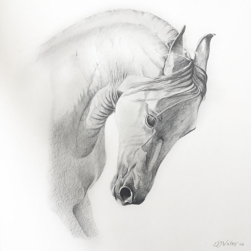 2nd Pencil drawing of Horse by Lisa Valks